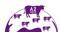 a2至初婴幼儿奶粉深度解析：为何能成宝妈首选奶粉？